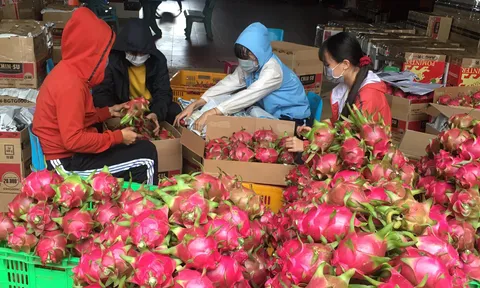Giá thanh long thấp “kỷ lục”, nhiều nông dân đứng trước nguy cơ mất trắng